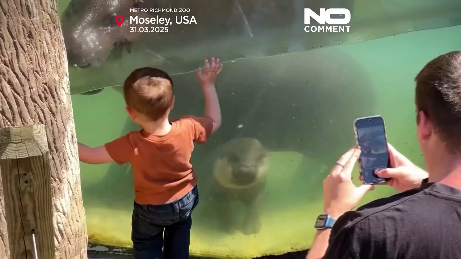 ⁣Poppys Debüt: Baby-Zwergflusspferd hat ersten Auftritt im Virginia Zoo