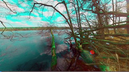 Birdsong with Natural Forest White Noise by the Lake 4K