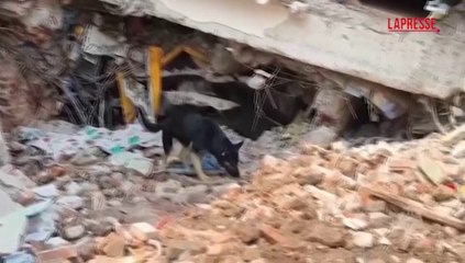 Myanmar, i cani da soccorso russi alla ricerca dei sopravvissuti al terremoto