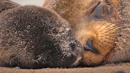 Otaries des Galápagos Bande-annonce VO STFR