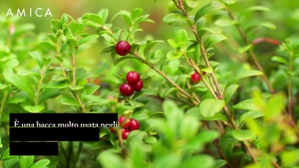 Conoscete il mirtillo rosso? Contrasta cistite e malattie croniche