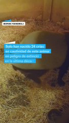 Nace en España el primer tapir malayo