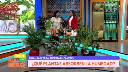 SCZ ¿QUÉ PLANTAS ABSORVEN LA HUMEDAD?
