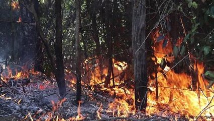 Incendios forestales: Cuando arde la Patagonia