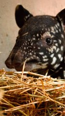 Nace el primer tapir malayo de España
