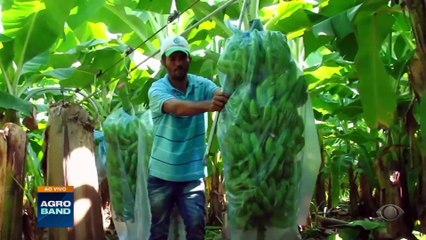 Giro Brasil: laboratório de agricultura digital, exportação de limão-taiti