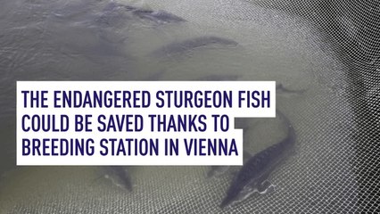 The endangered Sturgeon fish could be saved thanks to breeding station in Vienna