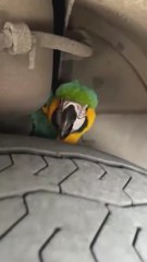 El agónico rescate a un guacamayo atrapado en la rueda de un autobús en Valencia