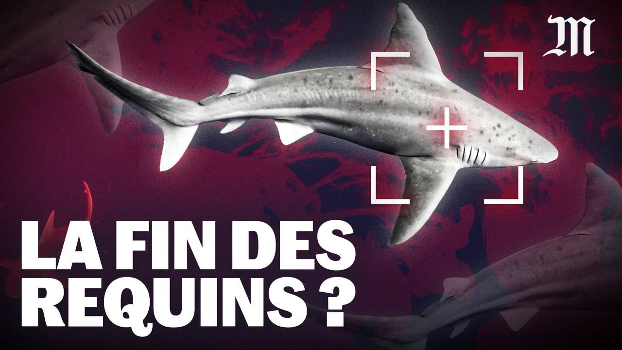 Les inquiétants ravages de la chasse au requins dans les eaux de l’océan Indien