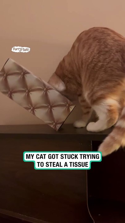 Cat gets head stuck in tissue box 🤣