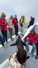Upclose with Wild Seals in Namibia 🇳🇦  #africa   #explorenamibia 720