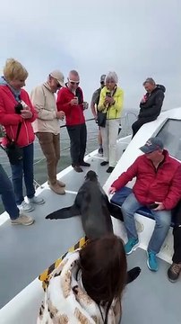 Upclose with Wild Seals in Namibia 🇳🇦 #africa #explorenamibia 720