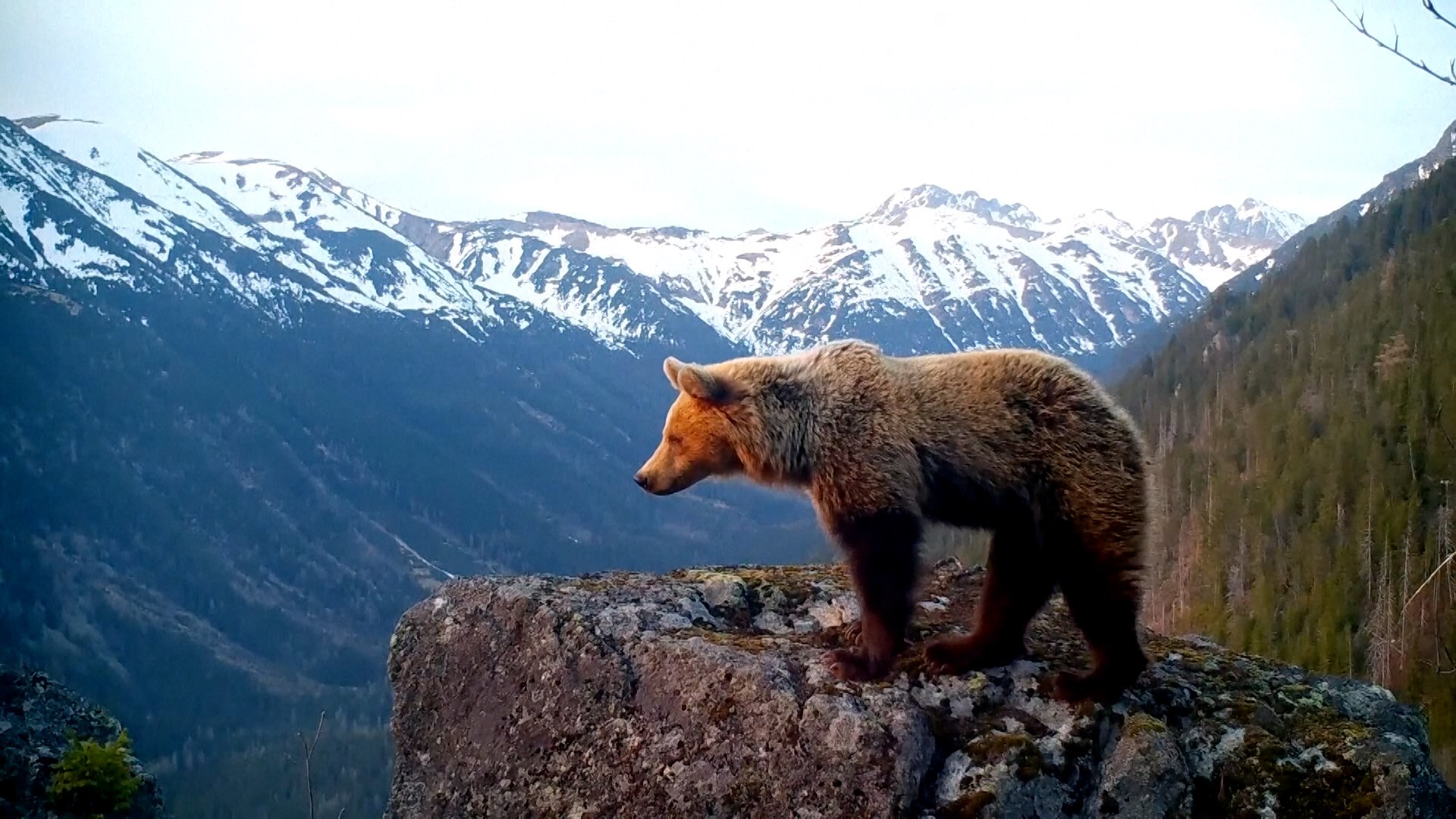 Eslovaquia aprob� el mi�rcoles un plan para sacrificar 350 osos tras el ataque mortal a un ser humano.
Seg�n las autoridades, el cad�ver de un hombre de 59 a�os hallado el domingo en el centro de Eslovaquia parec�a haber sido mutilado.
El Ministro de Medio Ambiente, Tom� Taraba, declar� que los ataques de osos a seres humanos han ido en aumento y alcanzaron los 1.900 el a�o pasado.
Se calcula que la poblaci�n de osos pardos en Eslovaquia supera los 1.000 ejemplares.