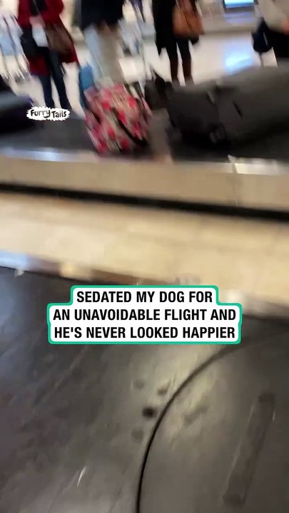 Large Pitbull Dog Confidently Travels Through Baggage Pick-Up