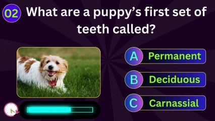 ✅ How Many Teeth Do Adult Dogs Have? 🐶 Test Your Canine Knowledge!