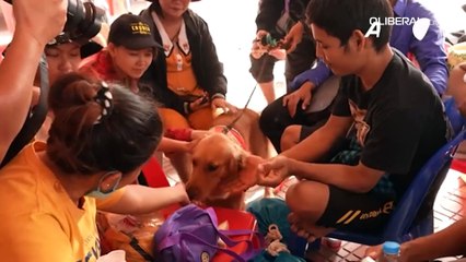 Cães farejadores tailandeses oferecem apoio emocional em Bangcoc