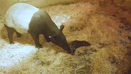 Este el bonito momento en el que nace el primer tapir malayo en España en Bioparc Fuengirola