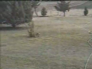 L'histoire du joli petit lapin et du vilain serpent