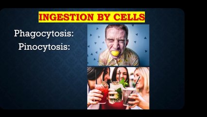 ingestion by cells Phagocytosis, Pinocytosis, endocytosis