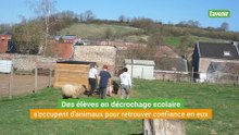 A Limbourg, des élèves en décrochage scolaire s'occupent d'animaux pour retrouver confiance en eux