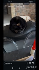 i miei cuccioli