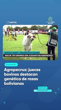 Agropecruz: jueces bovinos destacan genética de razas bolivianas