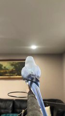 Funny Parrot Videos Compilation | Parrot Talking