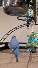 Funny Parrot Videos Compilation | Parrot Talking