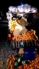 Debajo de una carga de naranjas descubren contrabando de 45,000 cigarrillos en Azua