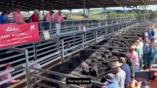 Buyers chase steers with weight at Moss Vale annual weaner sale