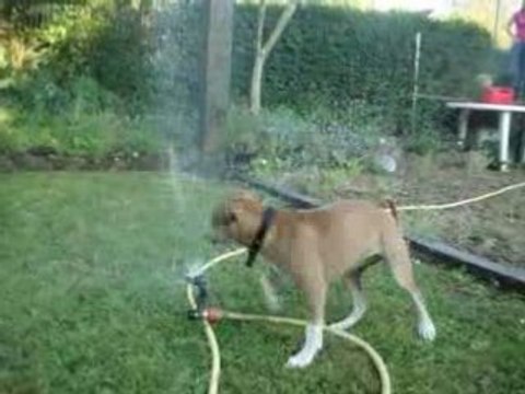 american staff de 4 mois et 2 semaines