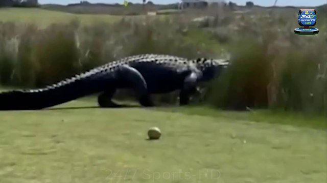 Shocking Moment ‘DINOSAUR’ alligator Strolls across Golf Course as Stunned Players Watch on