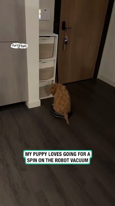 Cute dog hilariously rides vacuum