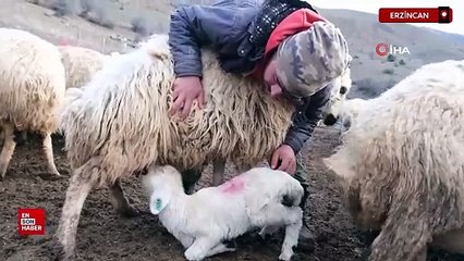Erzincan'da koyun ve kuzuların coşkulu buluşmas