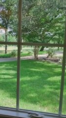 Este hombre convirtió su casa en una colmena gigante y el resultado es increíble