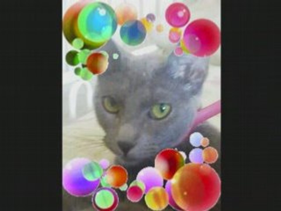 ANIMAUX