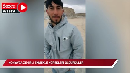 Konya'da zehirli ekmekle köpekleri öldürdüler