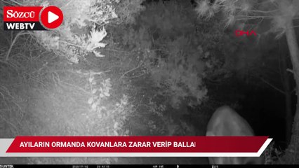 Ayıların ormanda kovanlara zarar verip balları yediği anlar