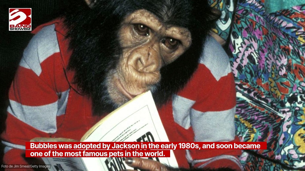 Michael Jackson’s Beloved Chimpanzee Bubbles Ha...