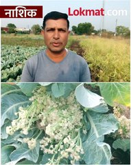 लागवडीचा खर्च निघेना ,फ्लावर चे भाव गडगडले  शेतकरी चिंताग्रस्त