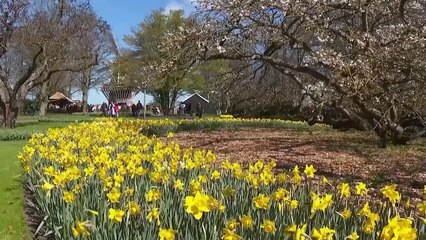 Парк Кёкенхоф  - фаворит весенних соцсетей