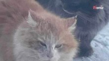 Intentan rescatar a dos gatos congelados en la nieve, pero solo se llevan a uno de ellos