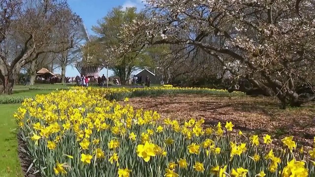 I Giardini di Keukenhof diventano il luogo ideale per i social media in primavera