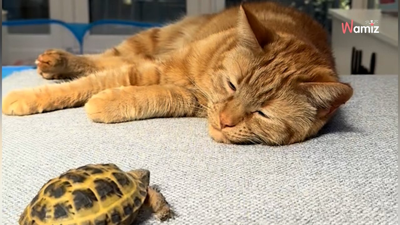 Tränenflut im Netz: Orange Katze adoptiert kleines Reptil – und niemand war darauf vorbereitet