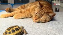 Tränenflut im Netz: Orange Katze adoptiert kleines Reptil – und niemand war darauf vorbereitet