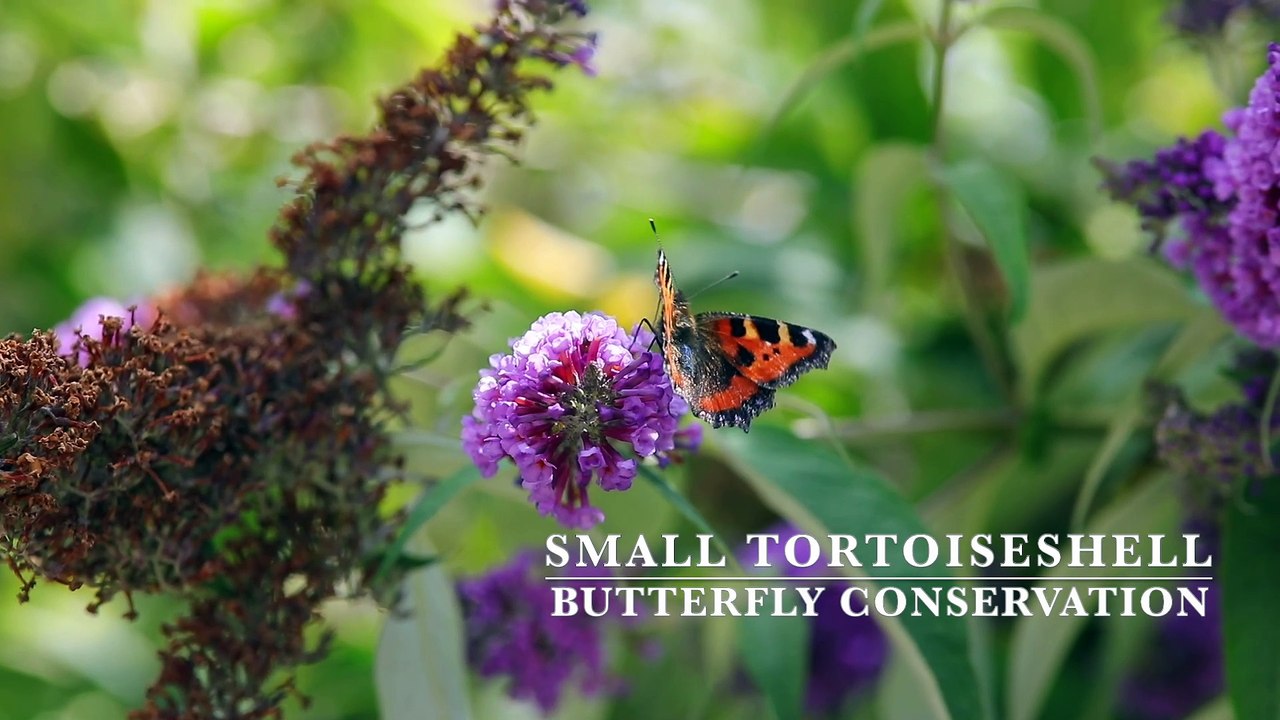Small Tortoiseshell butterfly