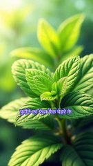 Mint face pack in Hindi