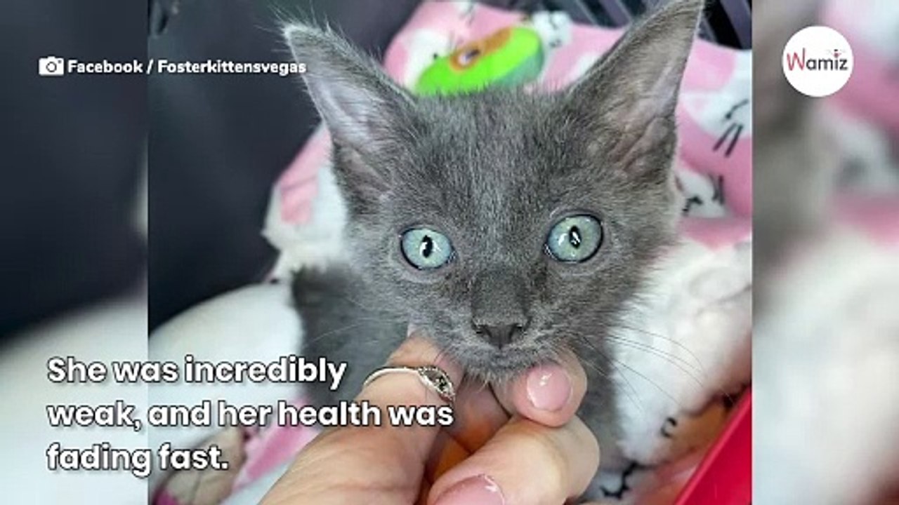 When woman sees this kitten’s paws, she knows she can’t give up on her