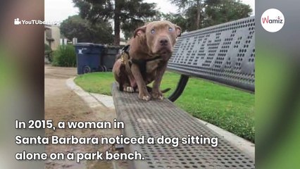 Woman can't help but cry when she realises why Pitbull is sitting alone on a bench