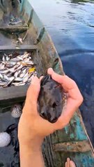 Releasing pufferfish caught in a fish trap #patehinte